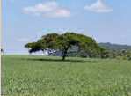 acacia dans un champ de bl� Narok 