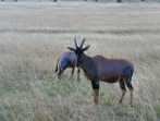 antilope dans la savane