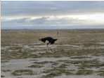 autruche dans le parc d'amboseli 