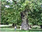 baobab � Mombasa 
