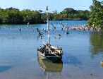boutre dans la mangrove - sud de Mombasa
