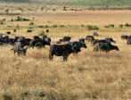buffles dans la savane de Masai Mara 