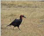 calao � Masai Mara 