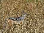 chacal dans la savane de Masai Mara 