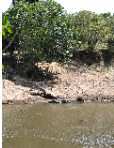 crocodile au bord de la rivi�re Mara