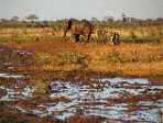 bain de boue � Tsavo
