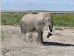 �l�phant � Amboseli 