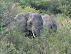 �l�phants � Masai Mara