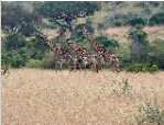 girafes � Masai Mara