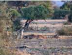 gu�pard � Amboseli