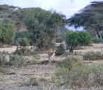 gu�pard � Amboseli