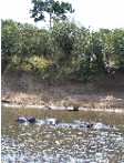 hippopotames dans la rivi�re Mara