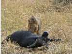 lion d�vorant un buffle � Masai Mara