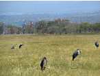 marabouts � Nakuru