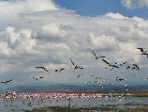 p�licants et flamants roses sur le lac de Nakuru