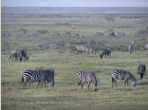 z�bres dans la savane de Masai Mara
