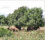 �l�phants sous les arbres