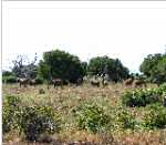 troupeau d'�l�phants � Tsavo