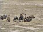 vautours dans la r�serve de Masai Mara 