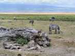 z�bres et gnous � Amboseli